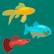 Aquarium fish Goldfish Piranha Guppy