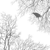 Crow N13