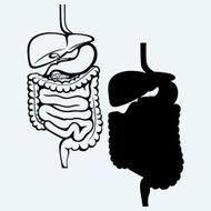 Internal human digestive system N2