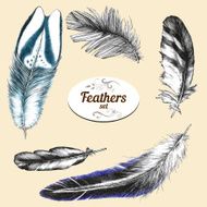 Feathers N39