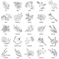 Herbal graphic set