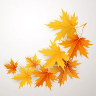 Autumn maples falling leaves background N4