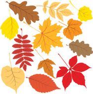 autumn leaves N86
