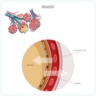 Alveoli vector illustration N4