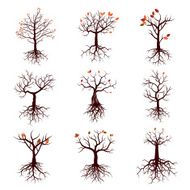 Set of Season Trees and Roots