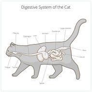 Digestive system of the cat vector illustration N16