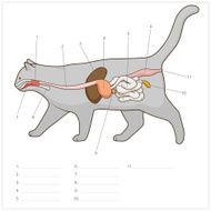 Digestive system of the cat vector illustration N17