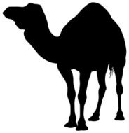 Camel N29