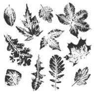 Collection of leaves imprints