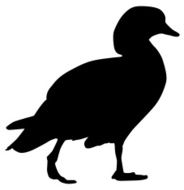 Baby Duck