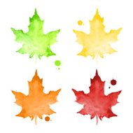 Watercolor maple leaves