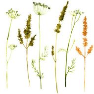 Set of watercolor drawing herbs N3