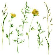 Set of watercolor drawing herbs N4