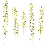 Set of watercolor drawing herbs N5