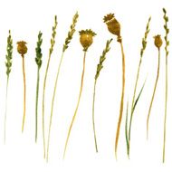 Set of watercolor drawing herbs N6