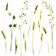 Set of watercolor drawing herbs N7