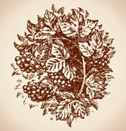 Viburnum Vector drawing