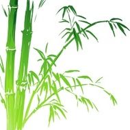 Watercolor Bamboo branches isolated on the white background Vector illustration