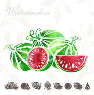 Watermelon icons set N5