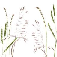 Silhouettes of flowers and grass N54