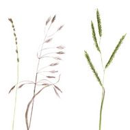 Silhouettes of flowers and grass N55