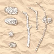 set of different cones and branches N2