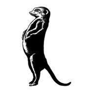 plump or pregnant meerkat