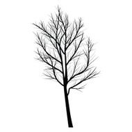 Trees with dead branch N135