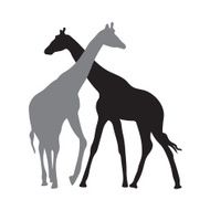 Two giraffes N7