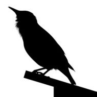 Detailed silhouette of bird