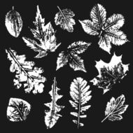 Collection of leaves imprints N2