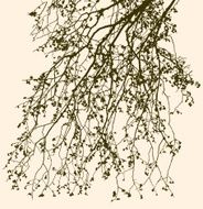 tree branches in the spring