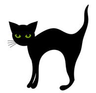 Black cat isolated