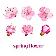 sakura flowers N2
