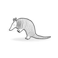 Isolated Armadillo vector illustration