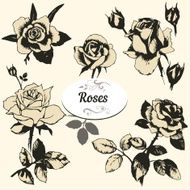 roses set N2