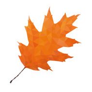 Abstract Single Oak Leaf
