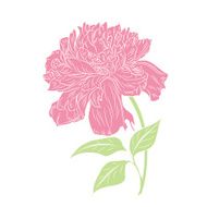 Peony Flowers on a white background Vector illustration N2