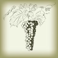 grape N8