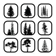 Conifers
