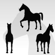 Horses N30