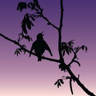 Bird Silhouette on Sunset N2