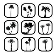 PalmVariety