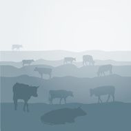 Cows graze in the field landscape sky pasture silhouette background