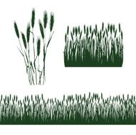 silhouettes of spikelets