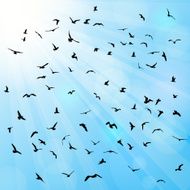 Birds gulls black silhouette on blue background Vector
