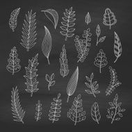 Set of floral elements on the chalkboard N2