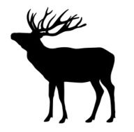 Deer N50