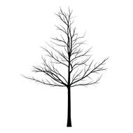 Trees with dead branch N146