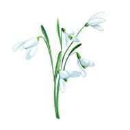 vector watercolor snowdrop flower N2